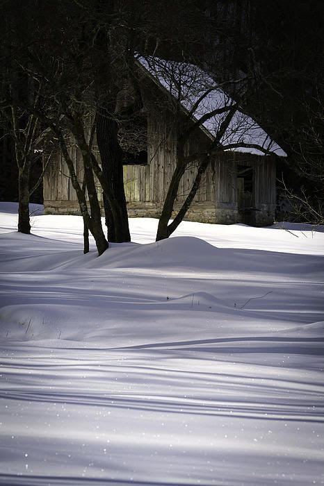 snowy beauty