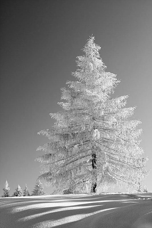 snowy beauty