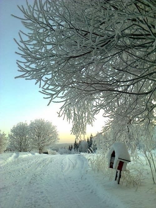 snowy beauty