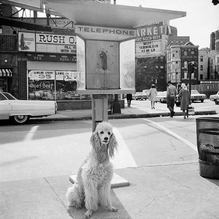 photos from 1950s