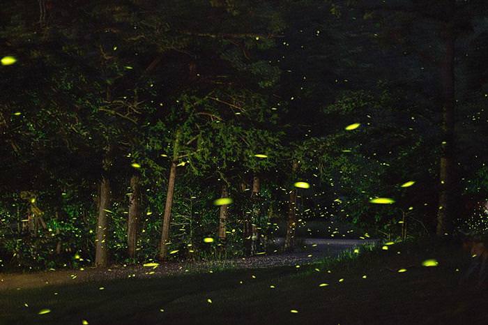 fireflies