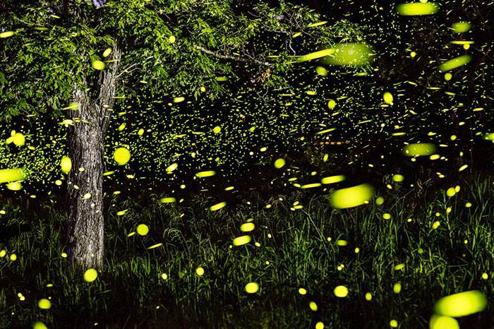 fireflies
