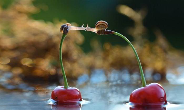 beautiful photos of snails