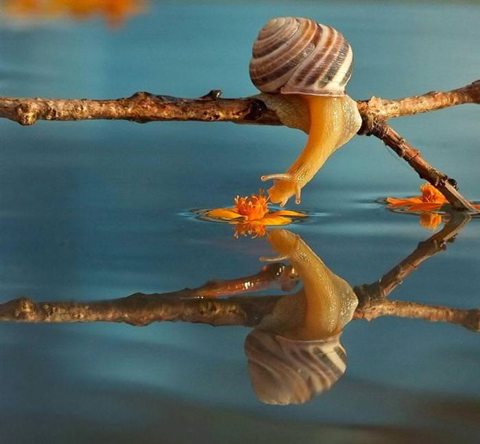 beautiful photos of snails