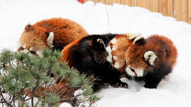 red panda photos