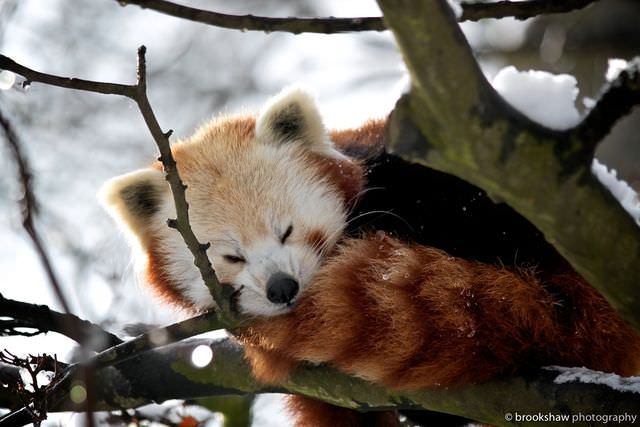 red panda photos