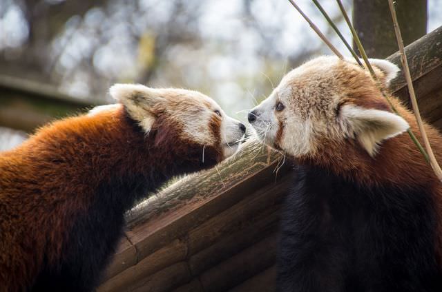 red panda photos