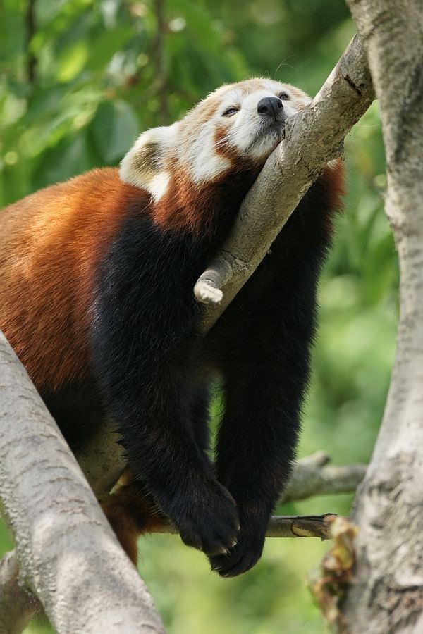 red panda photos