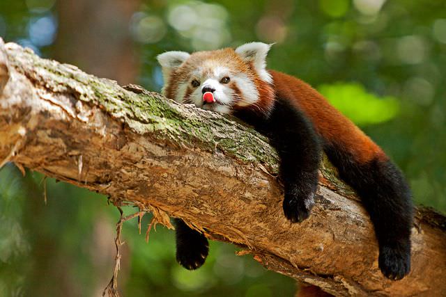 red panda photos