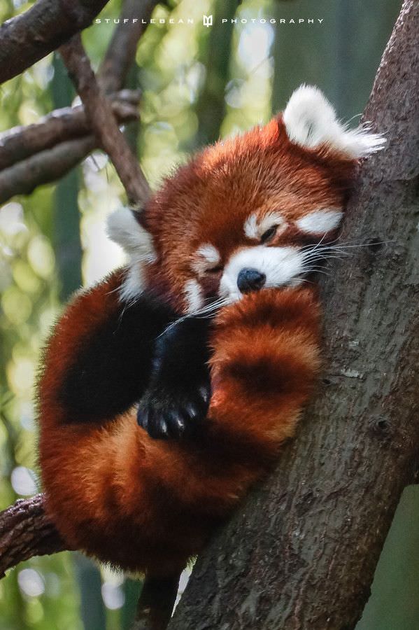 red panda photos