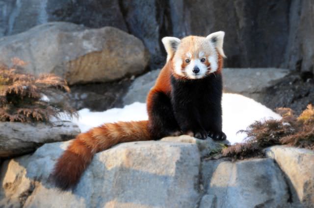 red panda photos