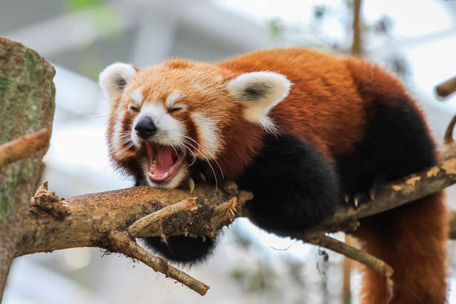 red panda photos