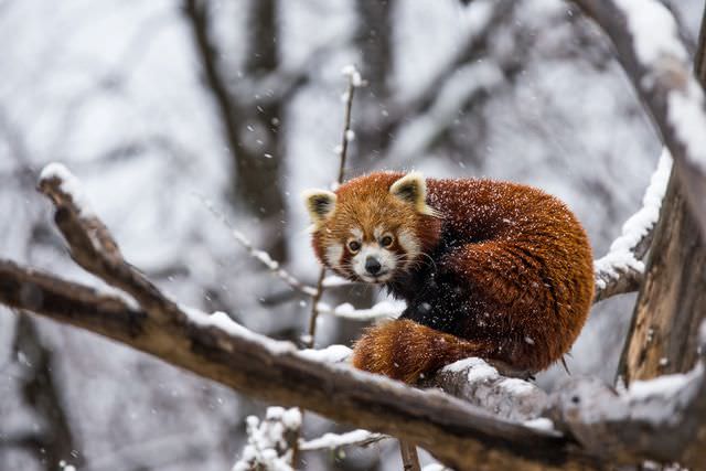 red panda photos