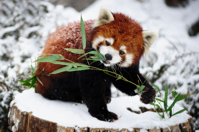 red panda photos