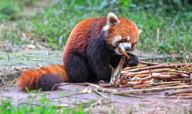 red panda photos