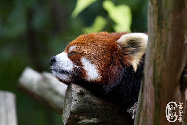 red panda photos