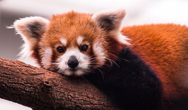 red panda photos