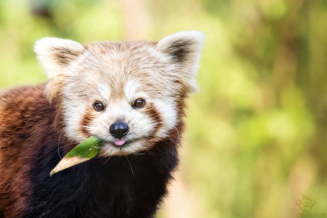 red panda photos