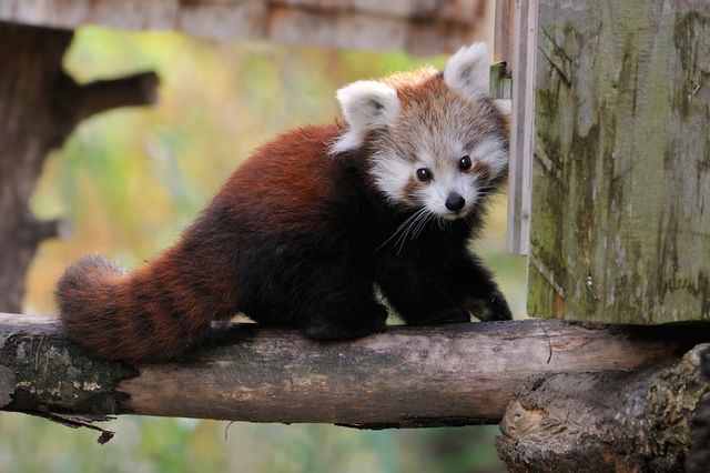 red panda photos