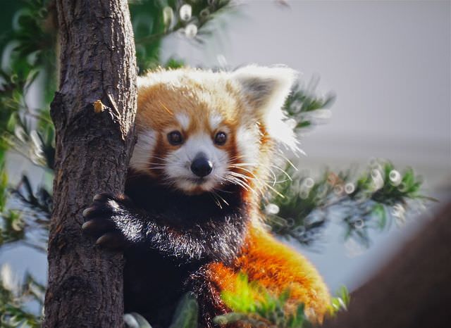 red panda photos