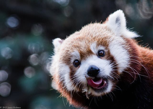 red panda photos