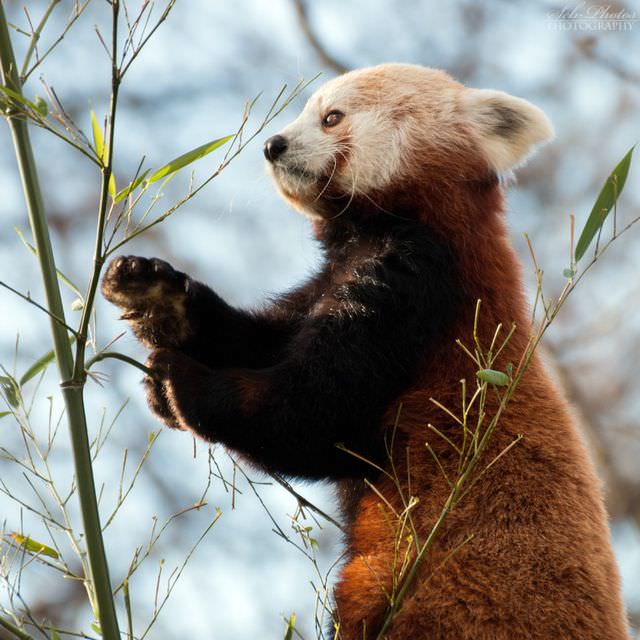 red panda photos