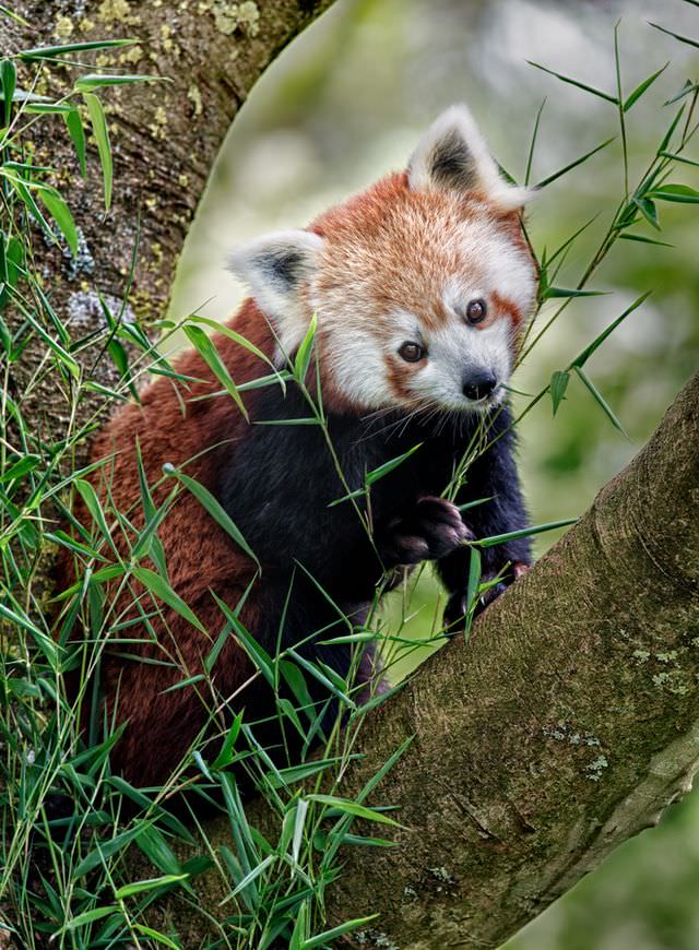 red panda photos