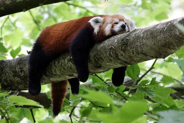 red panda photos