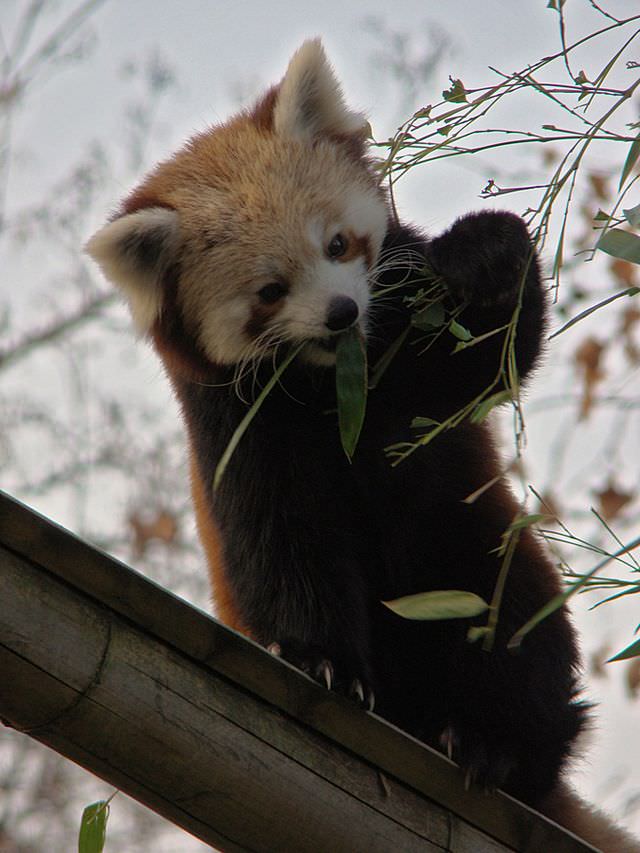 red panda photos