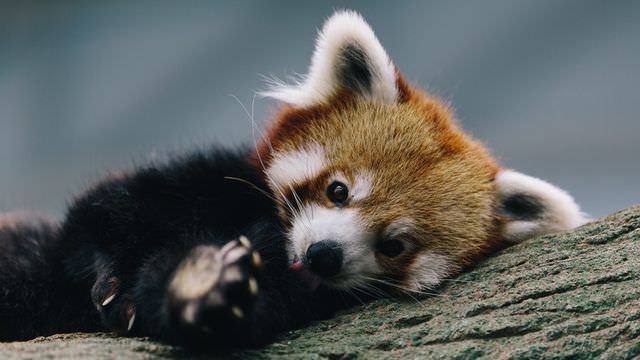 red panda photos