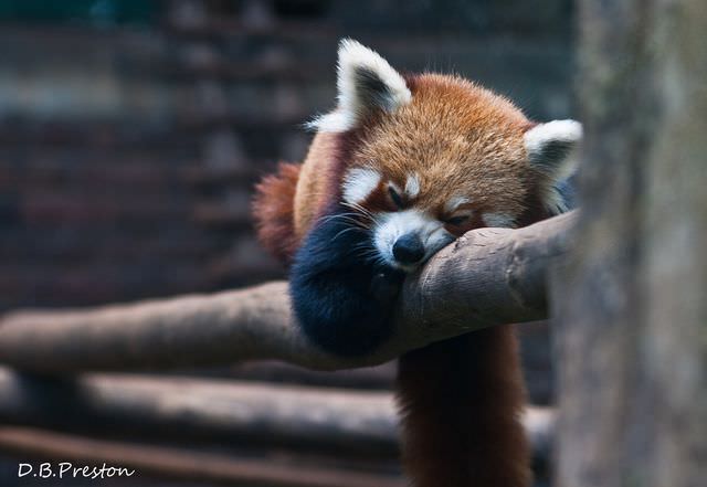 red panda photos