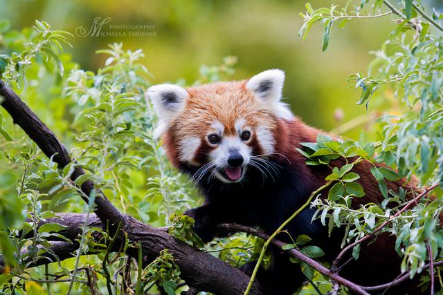 red panda photos