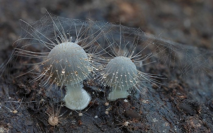 photos of mushrooms