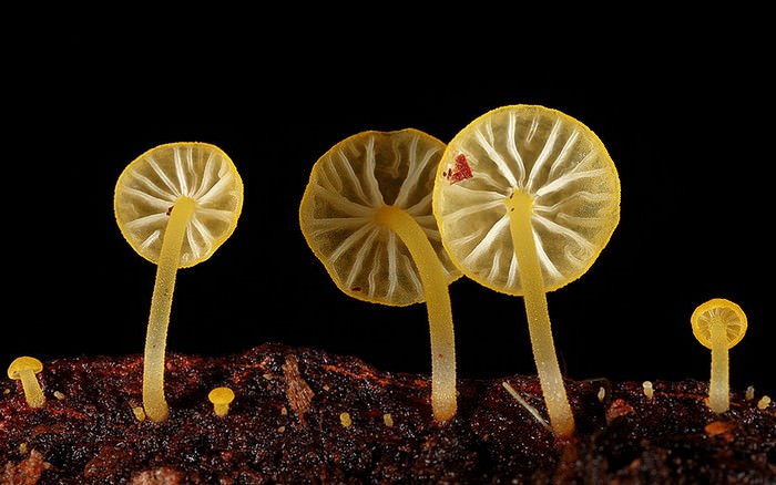 photos of mushrooms