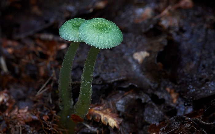 photos of mushrooms