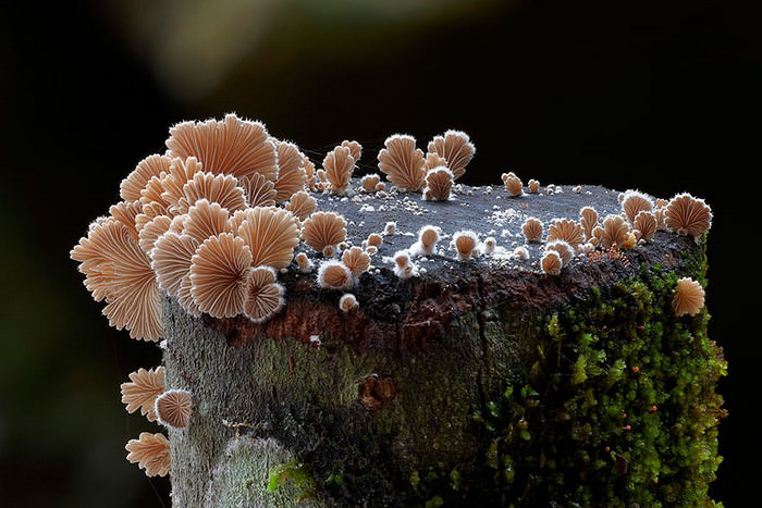 photos of mushrooms