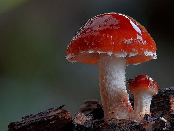 photos of mushrooms