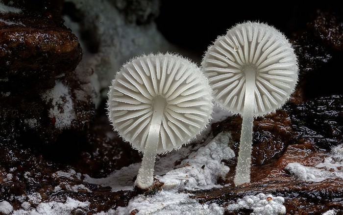 photos of mushrooms