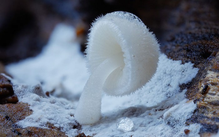 photos of mushrooms