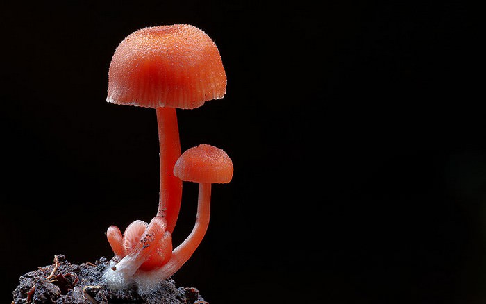 photos of mushrooms