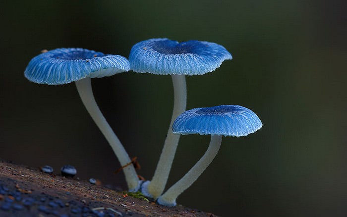 photos of mushrooms