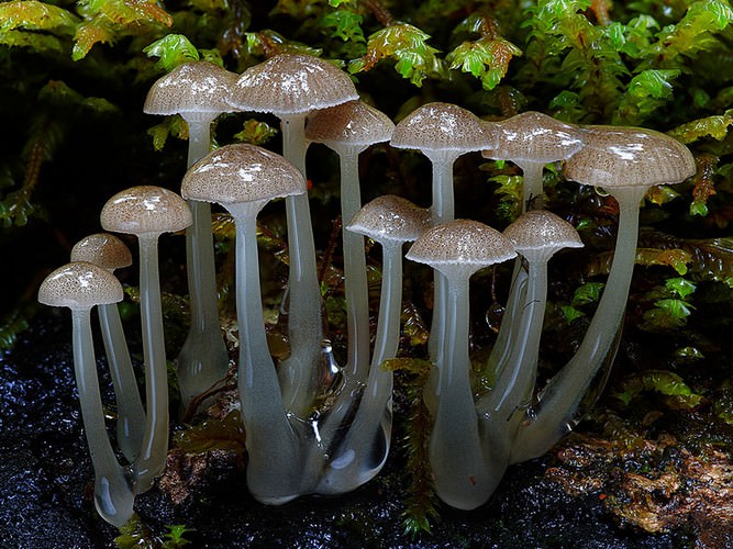 photos of mushrooms