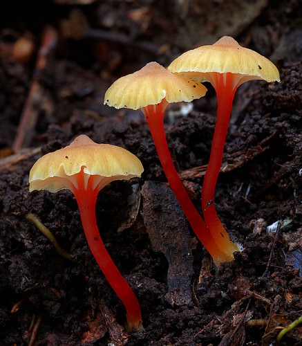 photos of mushrooms