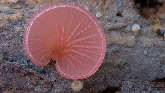 photos of mushrooms