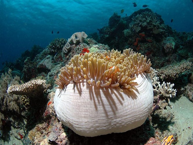 diving in Eilat