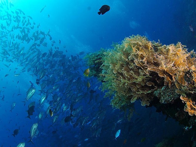 diving in Eilat