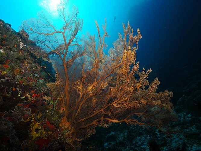 diving in Eilat