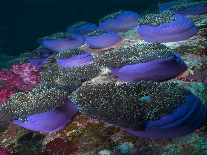 diving in Eilat