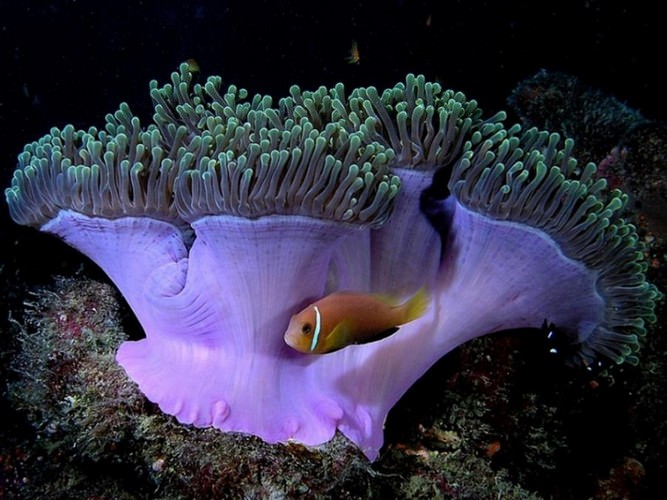 diving in Eilat