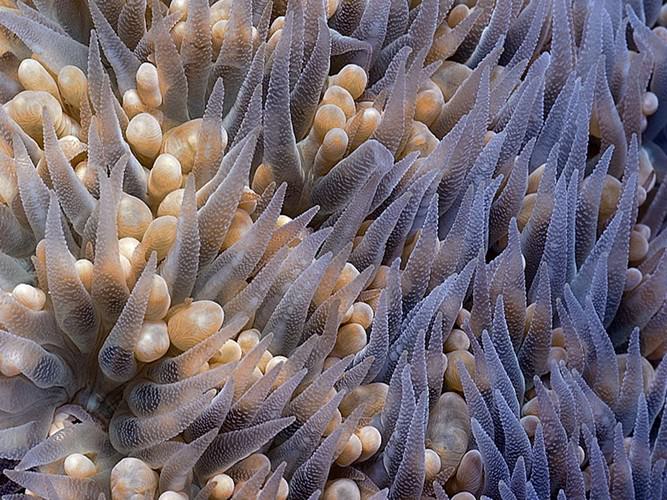 diving in Eilat